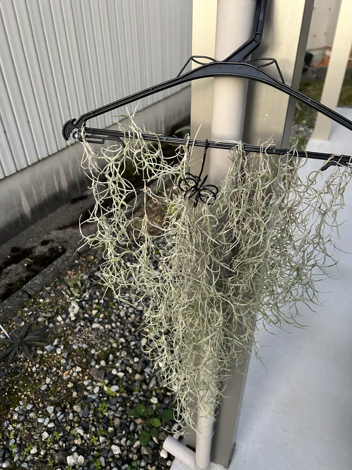 ウスネオイデス