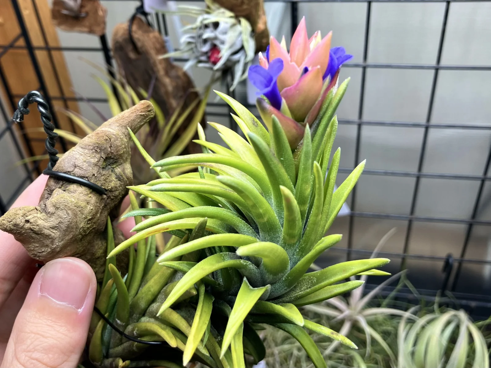 ティランジア ネグレクタ 開花