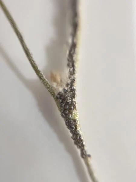 ティランジア ウスネオイデス 害虫 卵