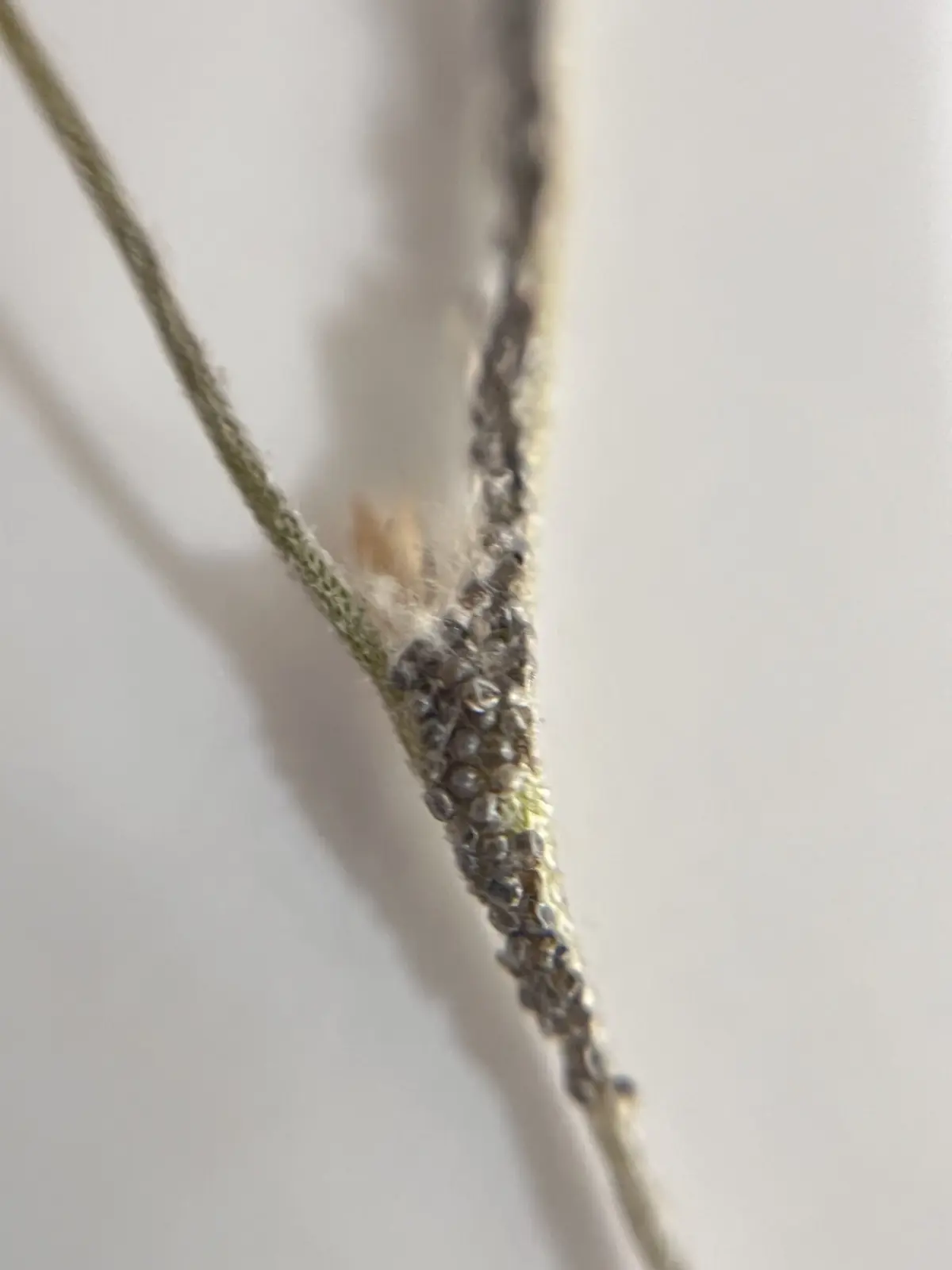 ティランジア ウスネオイデス 害虫 卵