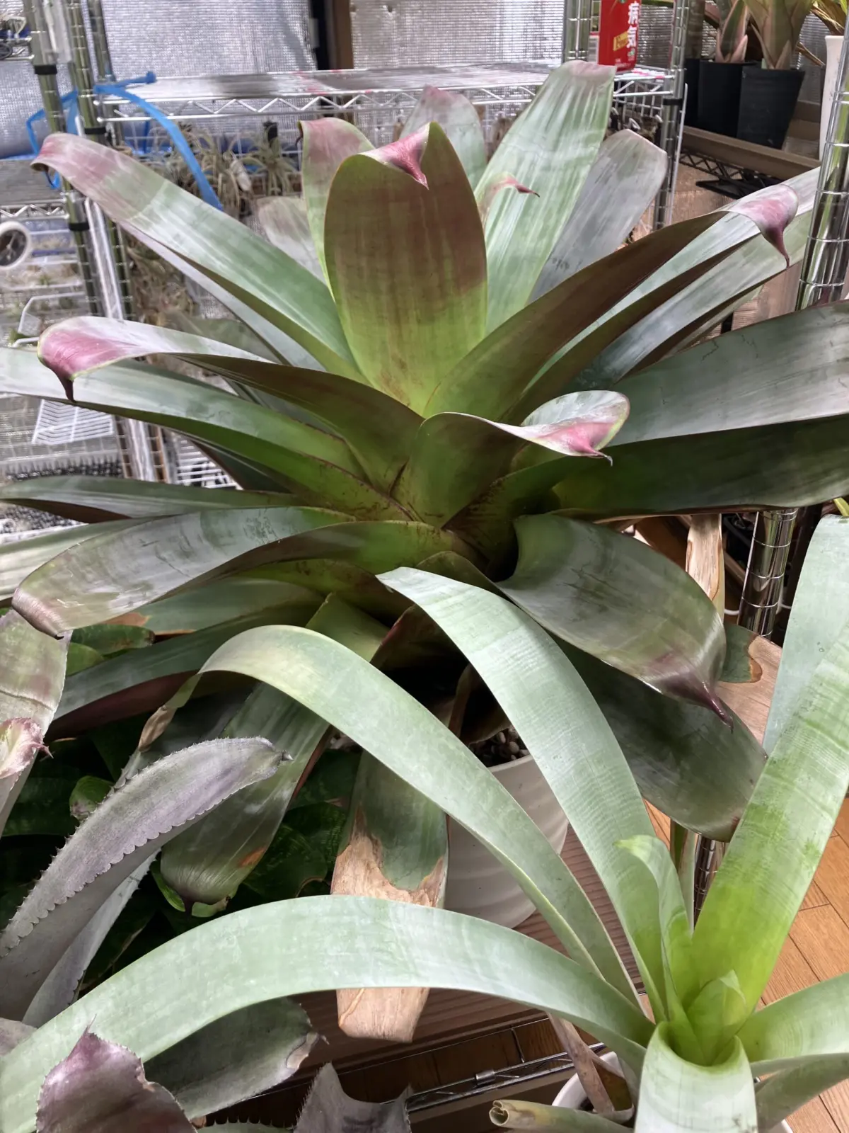 アルカンタレア シルバープラム