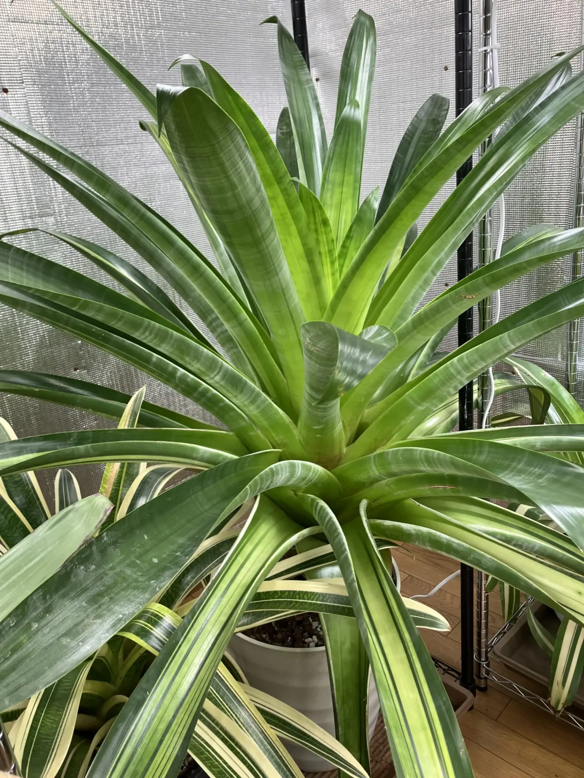 アルカンタレア グラオウジアナ バリエガータ