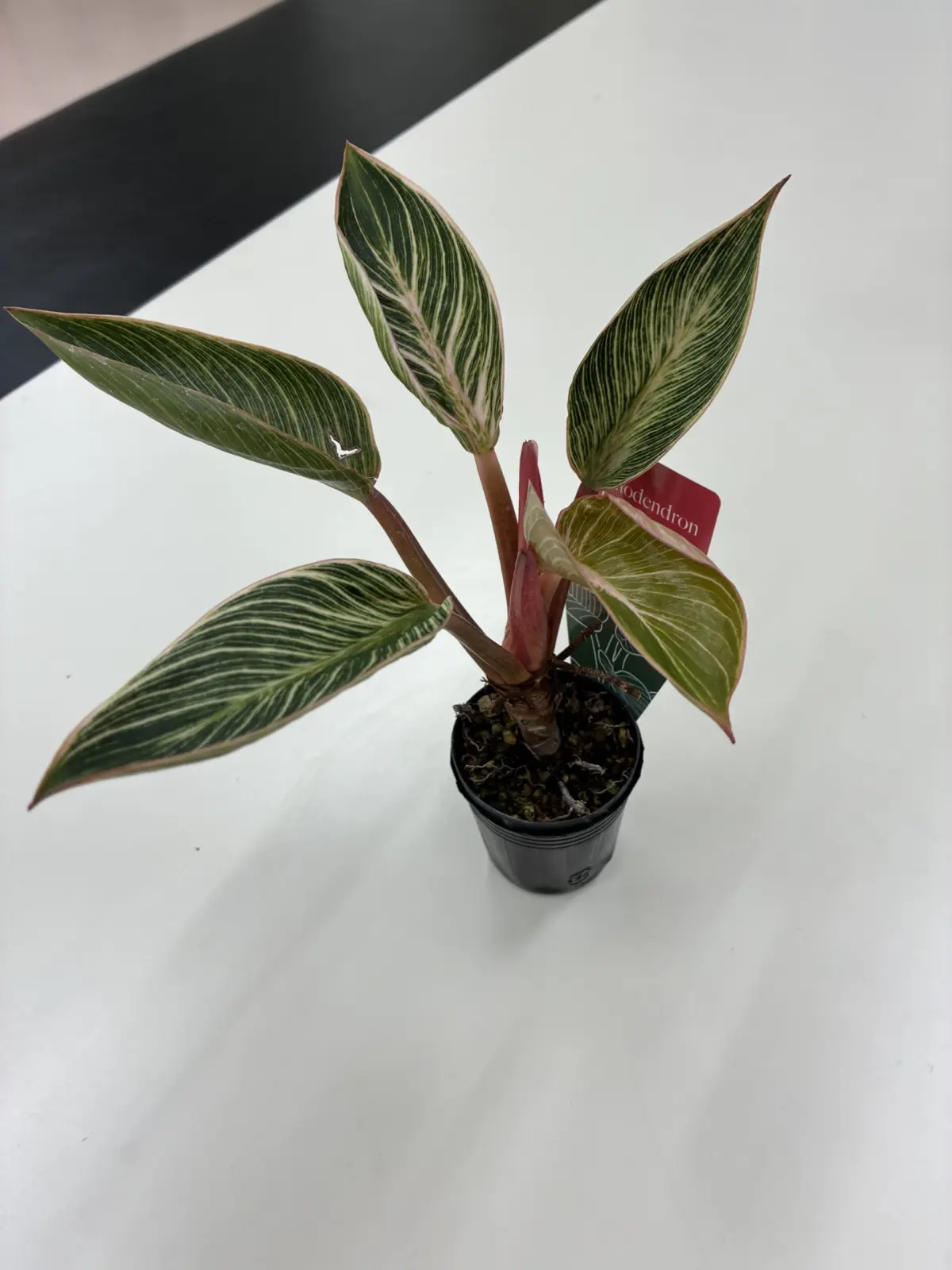 フィロデンドロン　ピンクバーキン