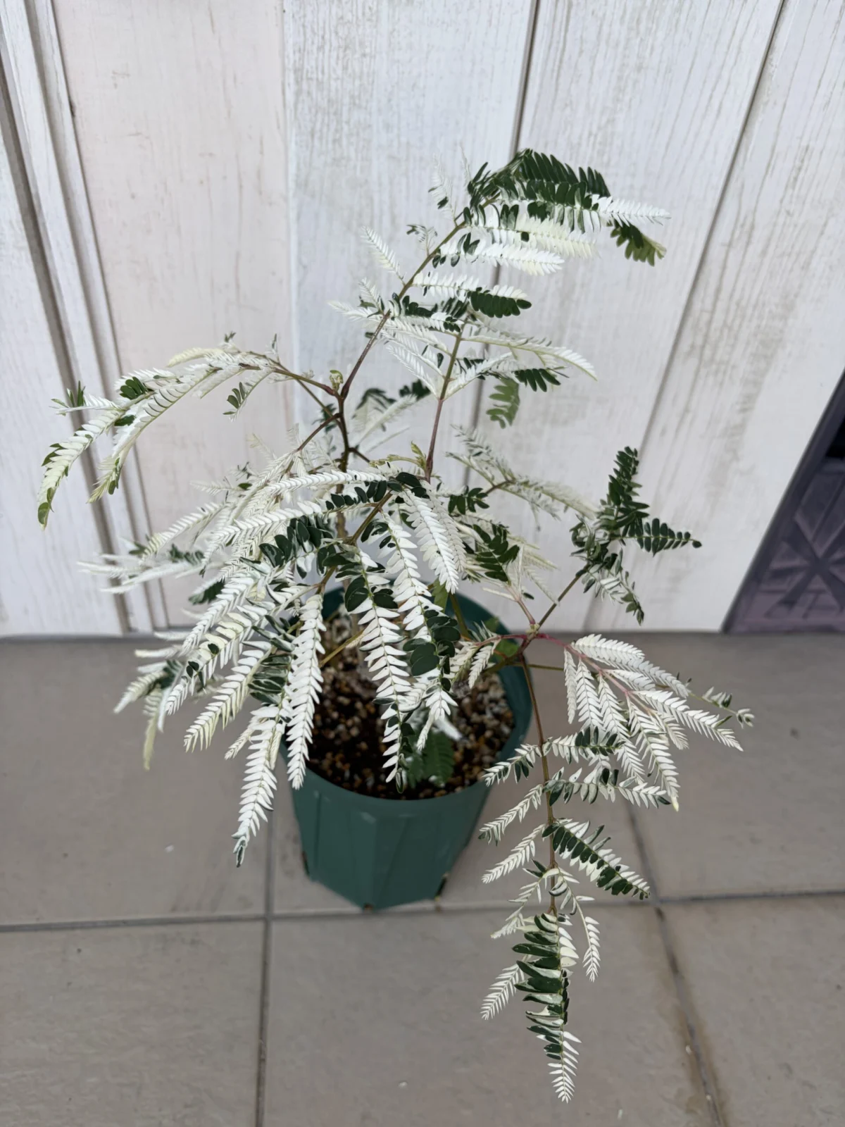 斑入り　エバーフレッシュ