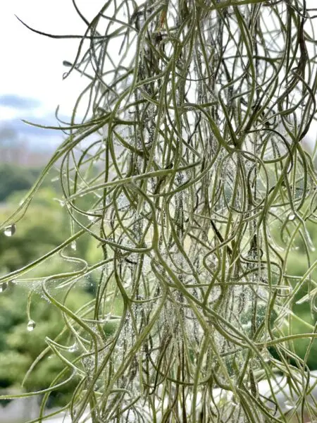 ティランジア ウスネオイデス 害虫 ハダニ