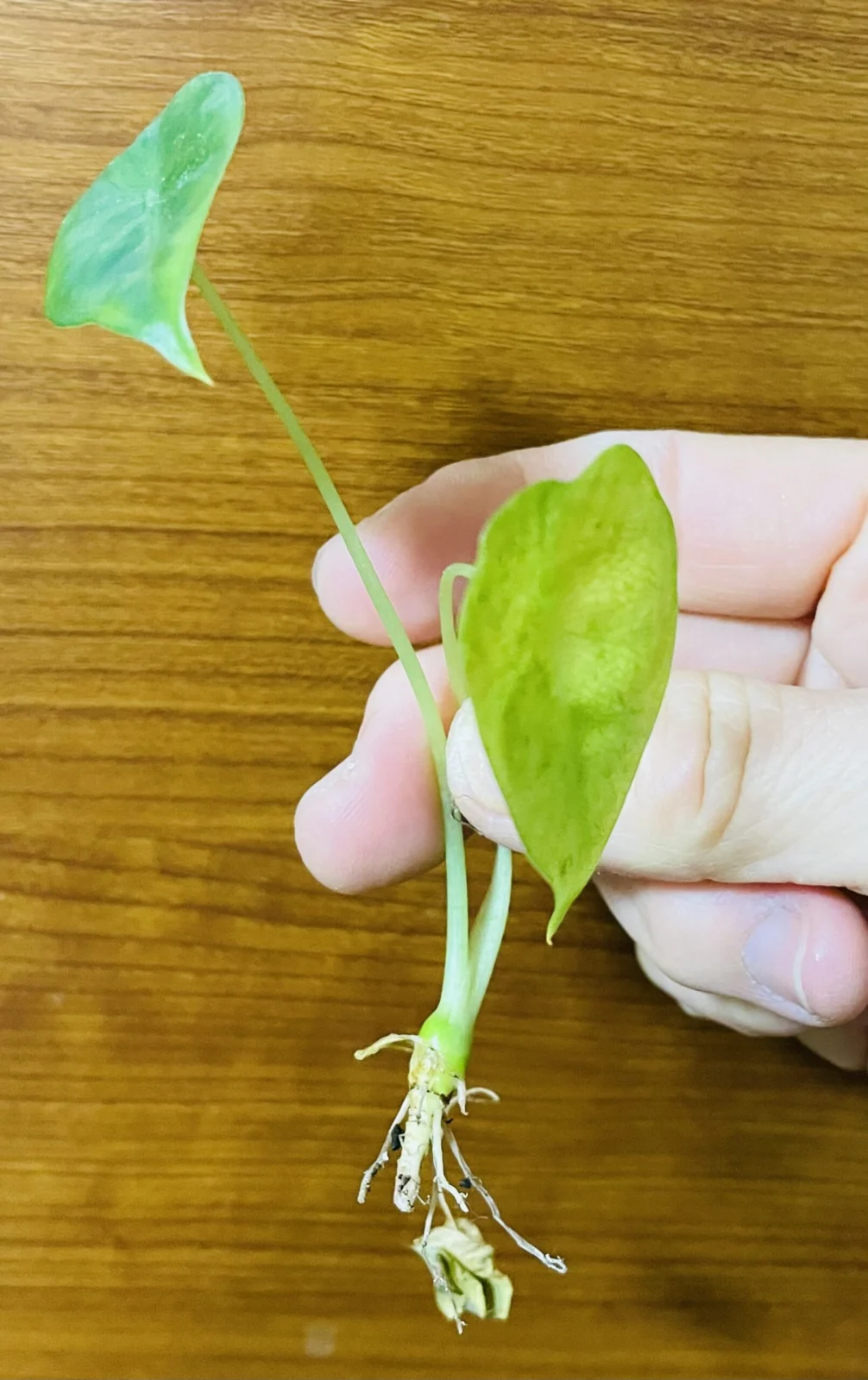 アロカシア　グリーンベルベット　子株