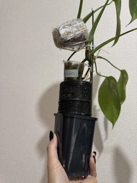 モンステラ ボルシギアナ オーレア 黄斑