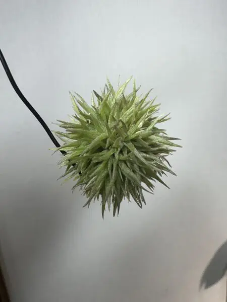 ティランジア アエラントス テディベア