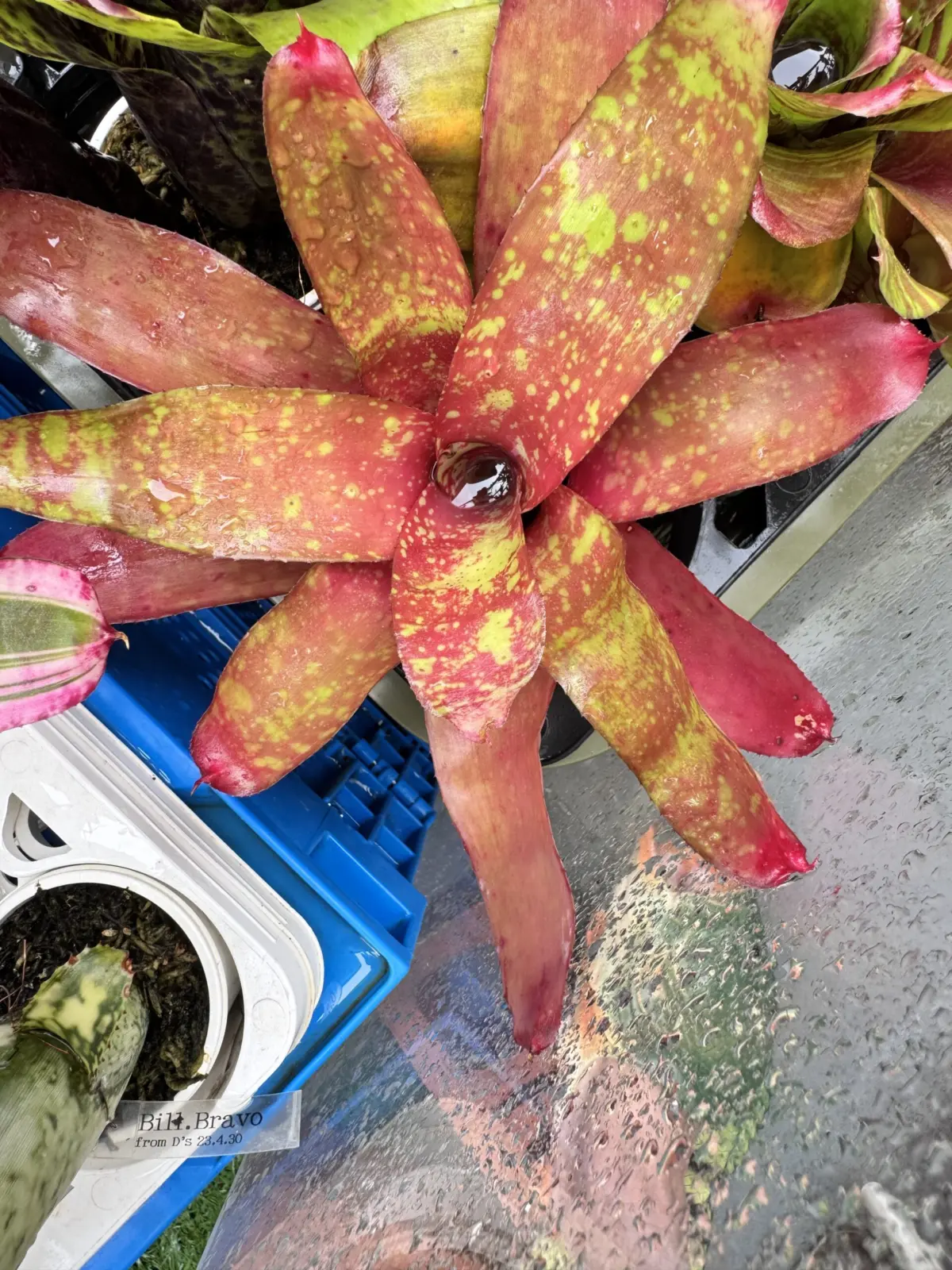 ネオレゲリア　ピグレット