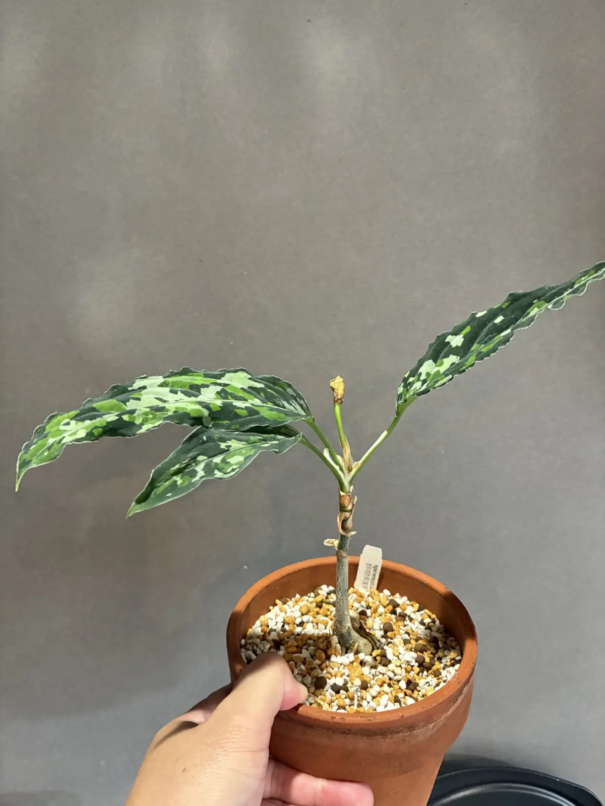 アグラオネマ ピクタムトリカラー