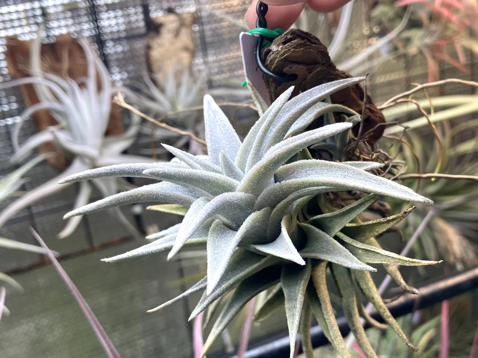 ティランジア エディシアエ