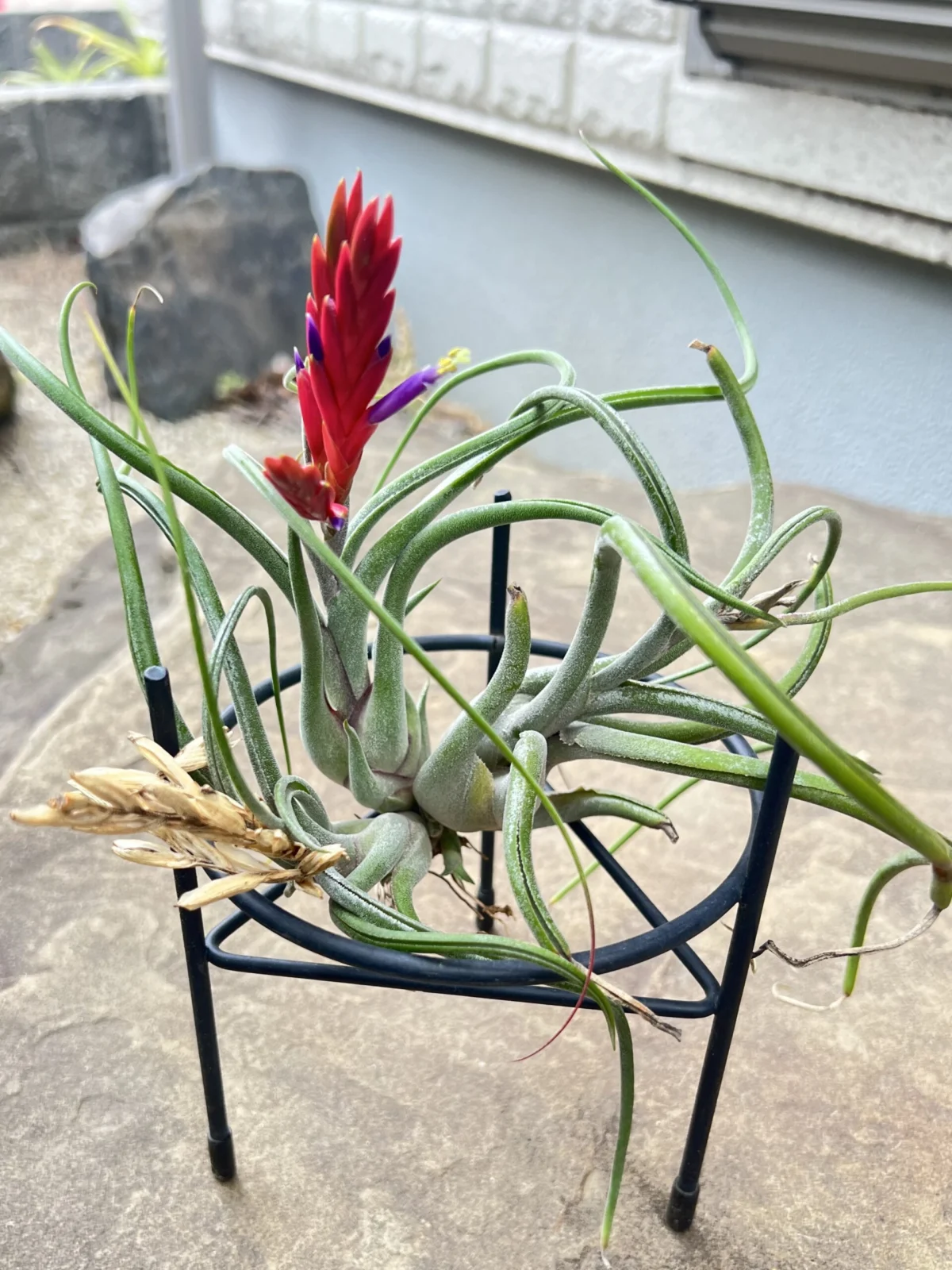 ティランジア カプトメデューサ クランプ 開花