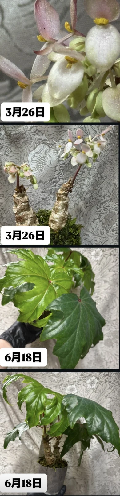 ベゴニア クラシカウリス さくらベゴニア 花 ホムセン