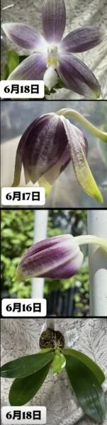 ファレノプシス　テトラスピス　セルレア　ウィルソン#712 胡蝶蘭　花