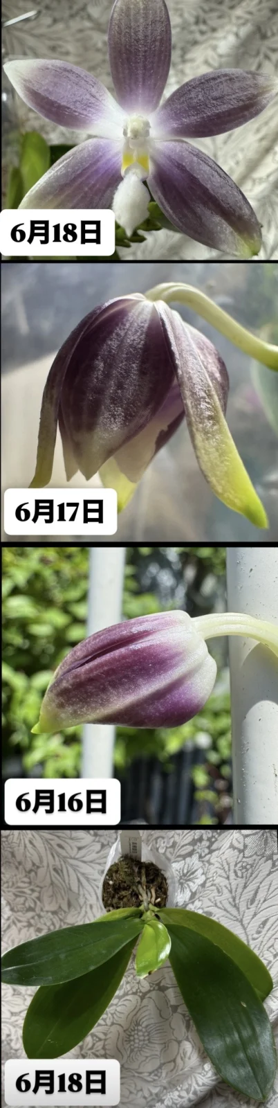 ファレノプシス テトラスピス セルレア ウィルソン#712 胡蝶蘭 花