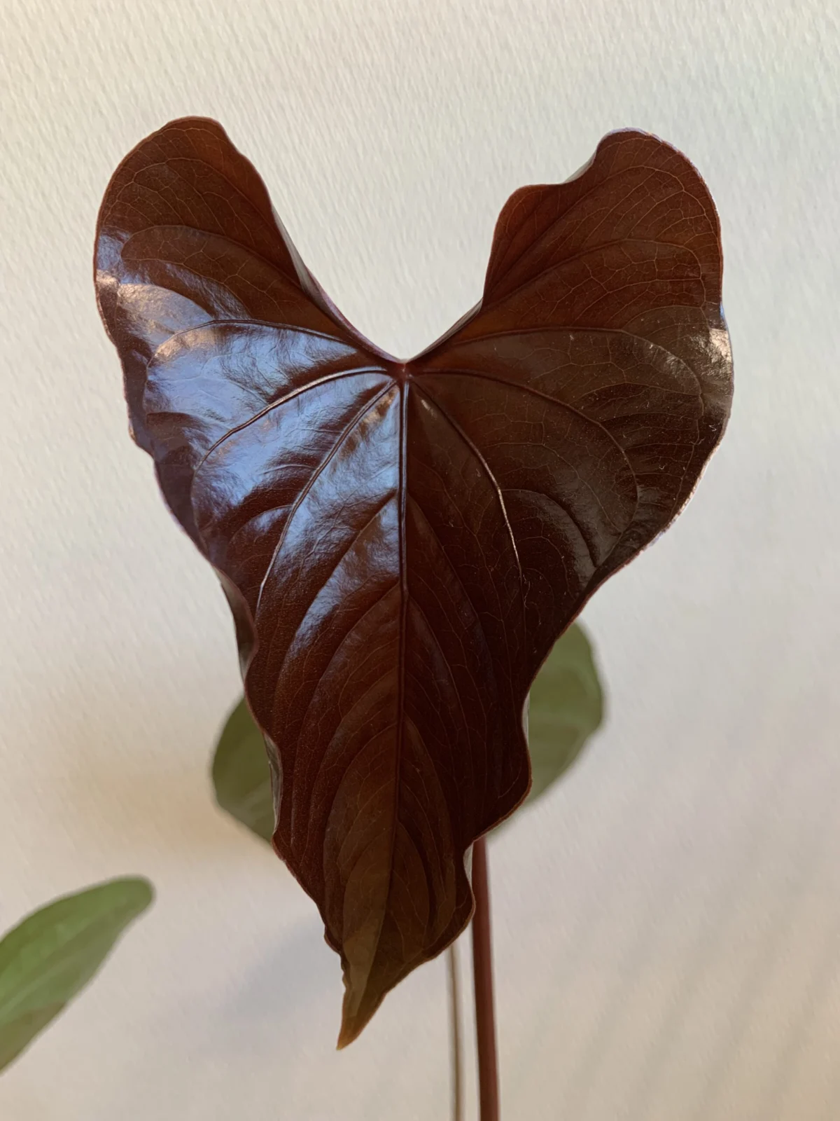 アンスリウム　ロムズレッド