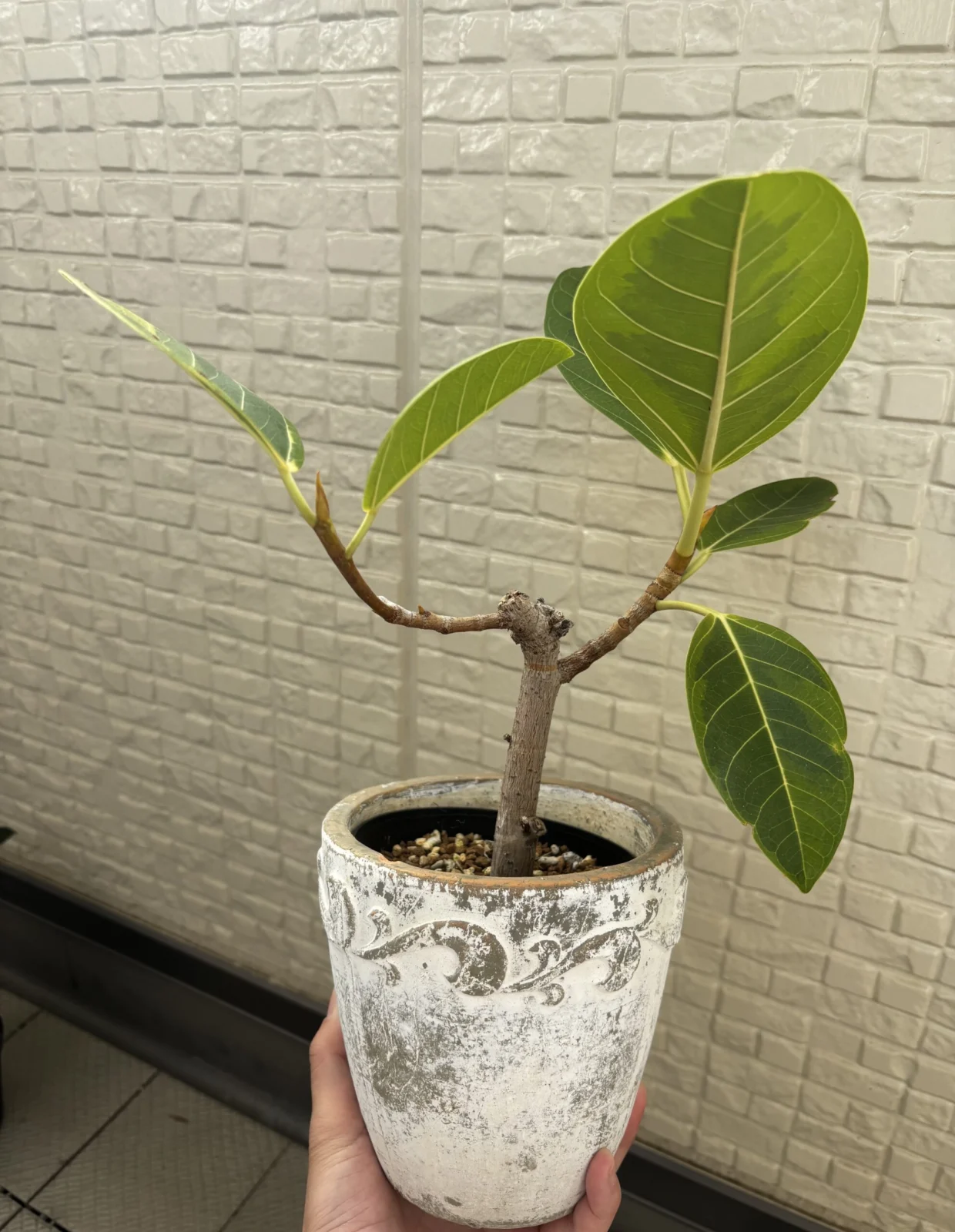 フィカス　アルテシマ