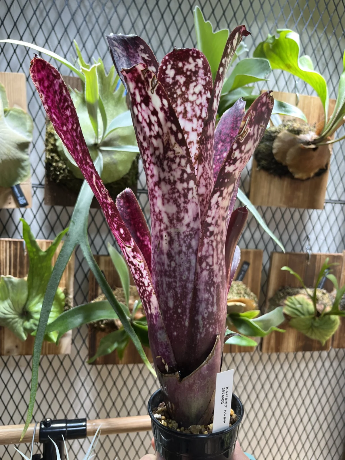 ビルベルギア　ハレルヤ