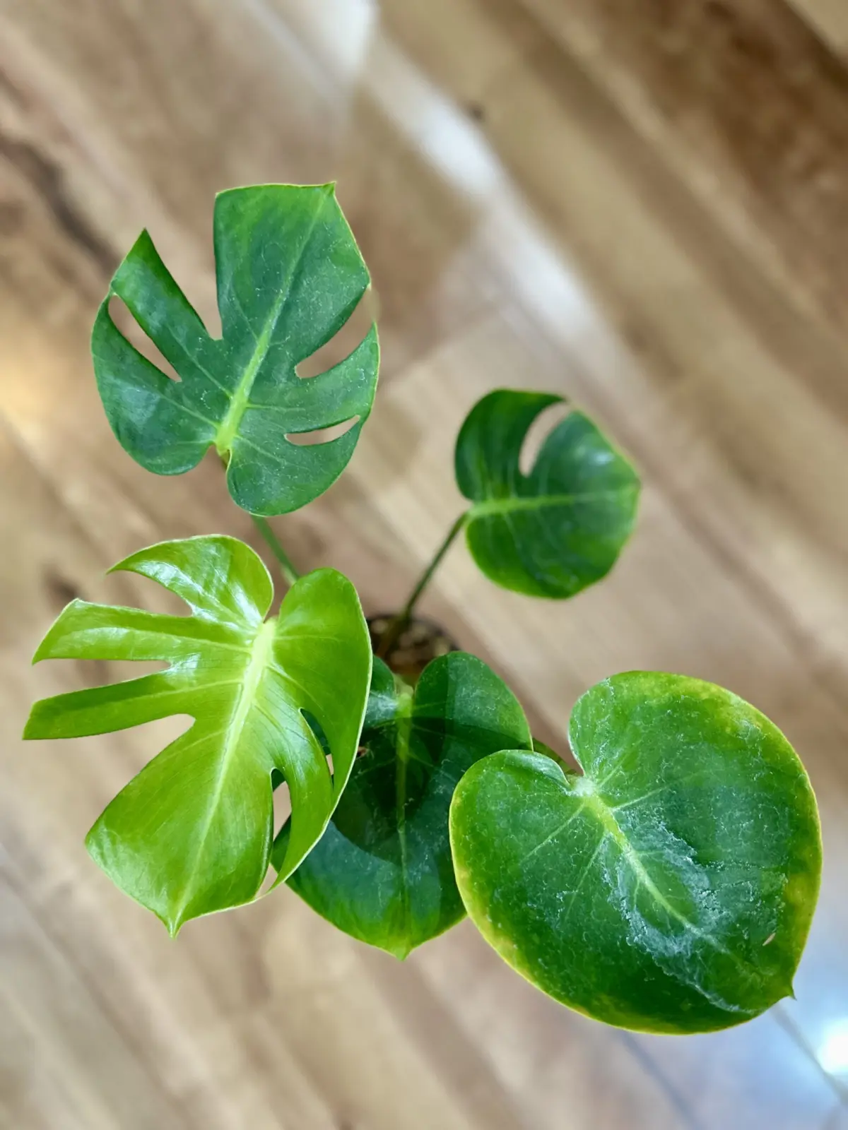 モンステラ 福助