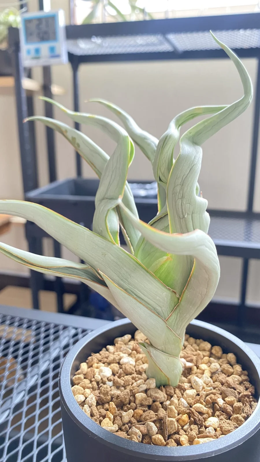 サンセベリアフローズンフレイム