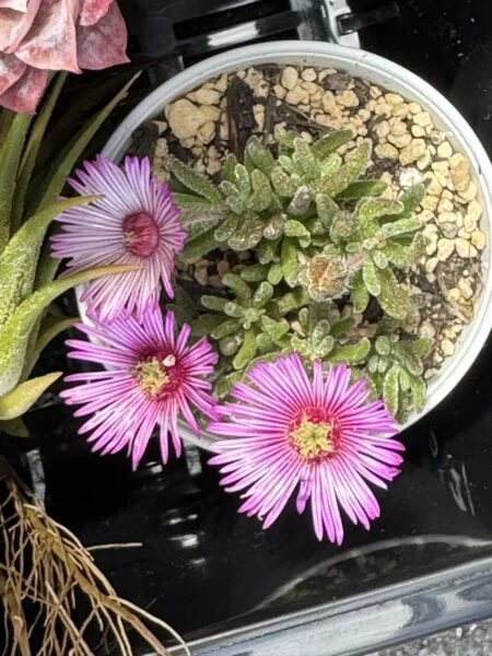 ドロサンテマム　ヒギツネ　開花株　天面　多肉植物