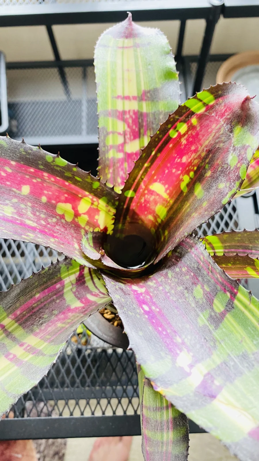 ネオレゲリア ダースモール斑入