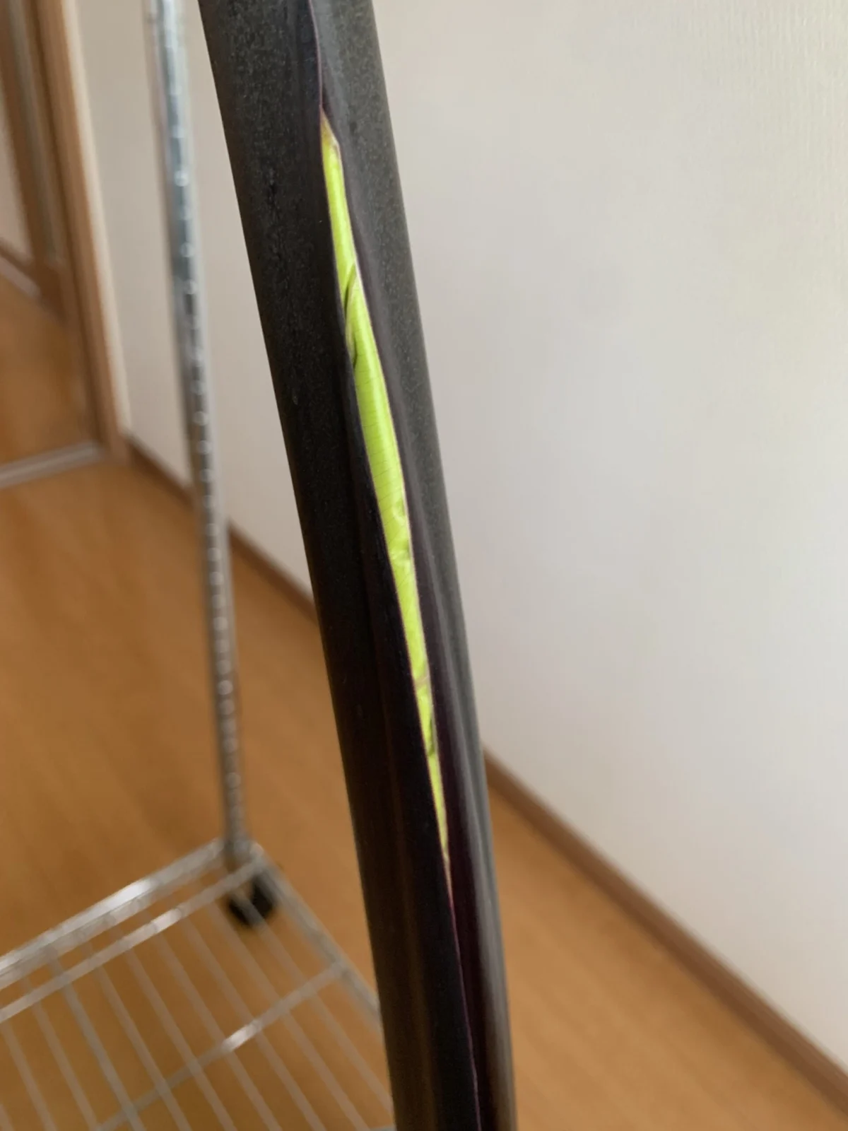 アロカシア　ブラックステム