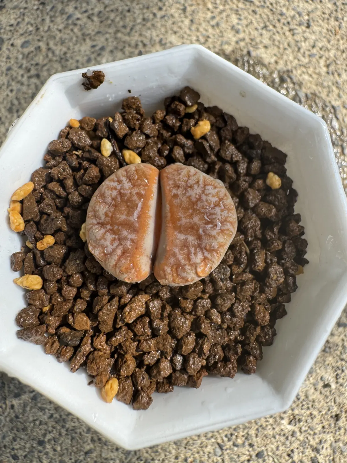 リトープス　カフェオレ