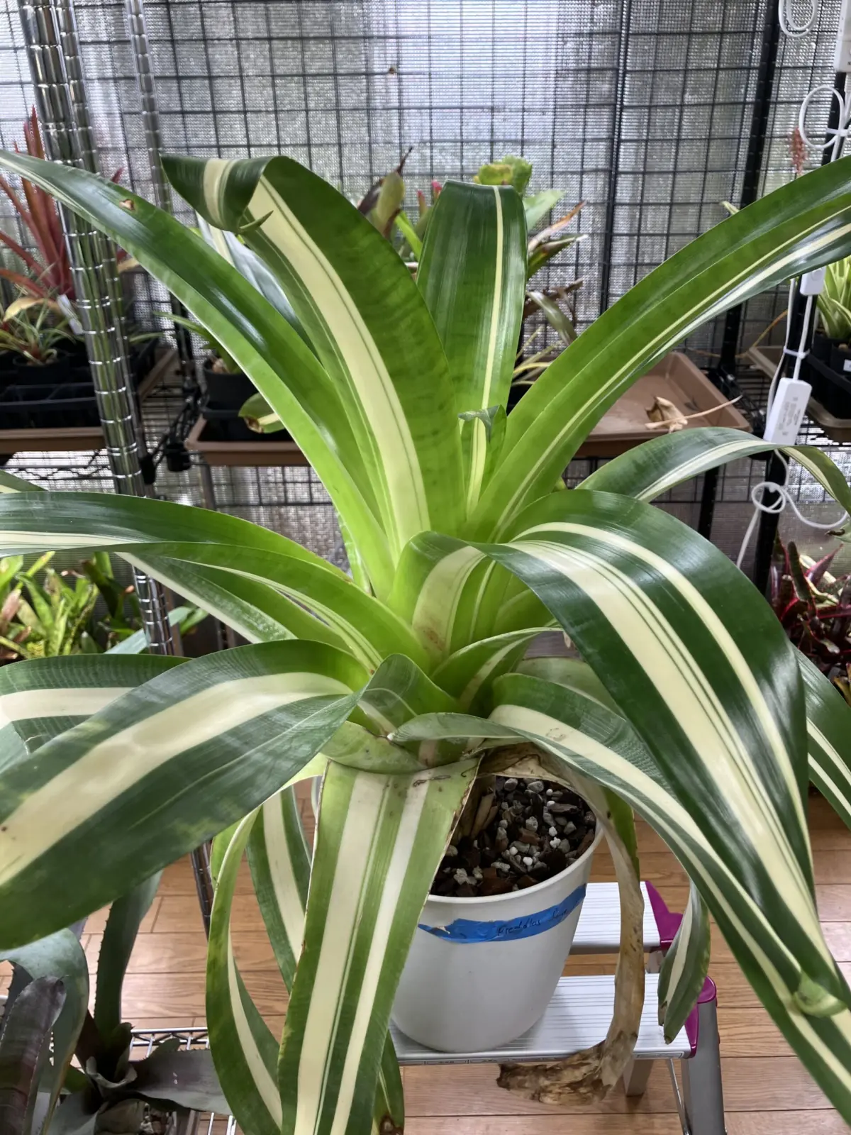 アルカンタレア フレディティズ ドリーム