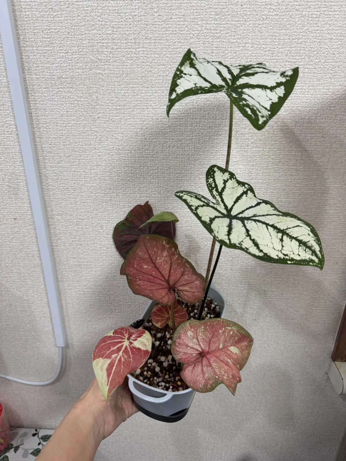 カラジウム　芋からお目覚め養生　