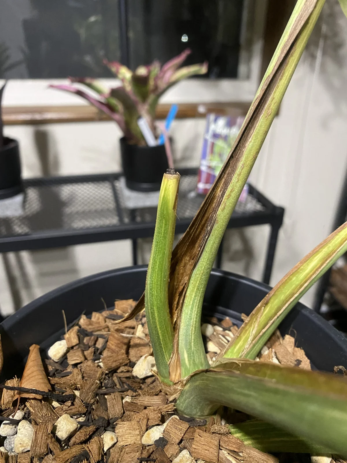 モンステラ デリシオーサ レガシー