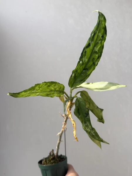 アグラオネマ ピクタム 細葉