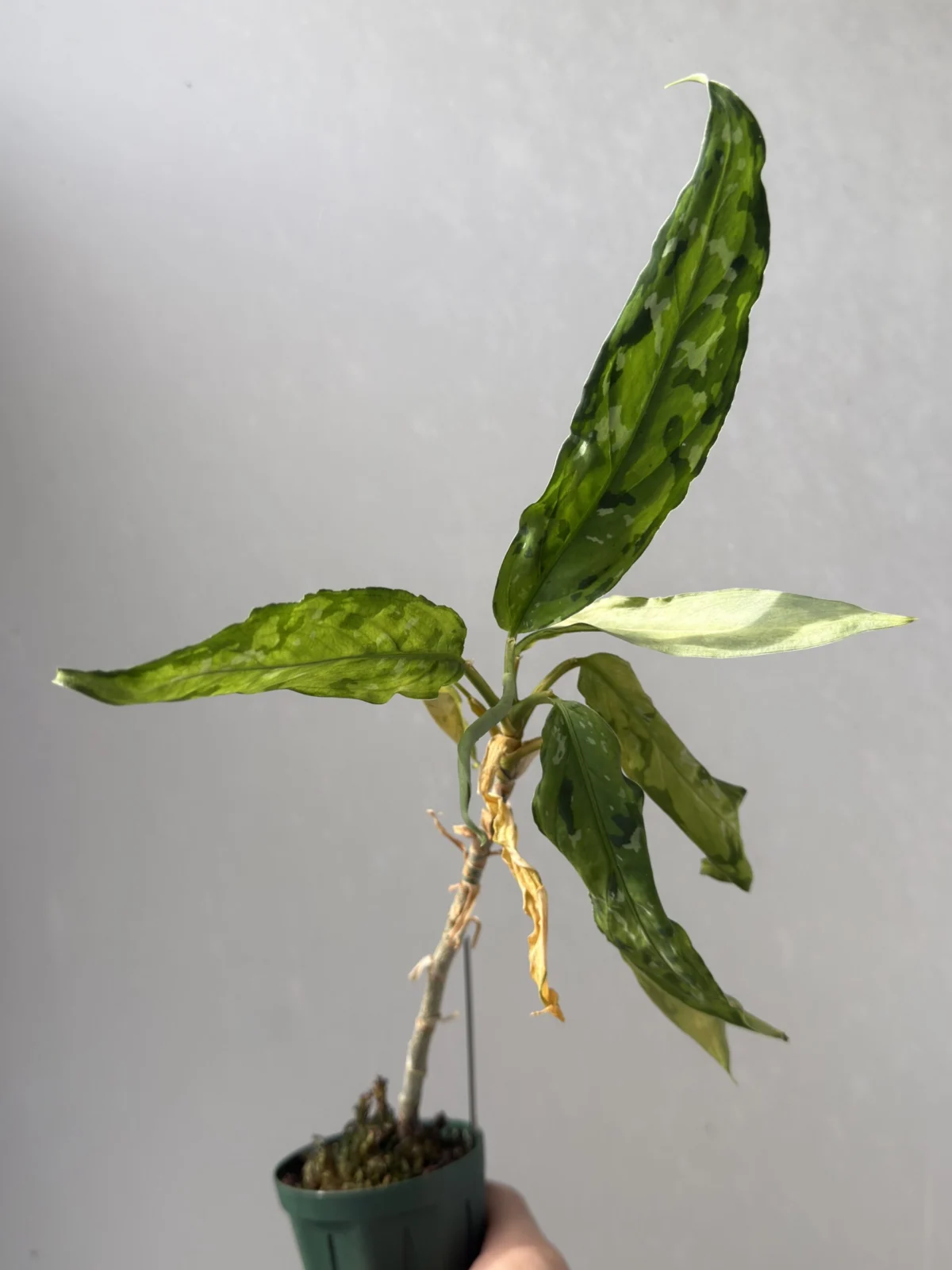 アグラオネマ ピクタム 細葉