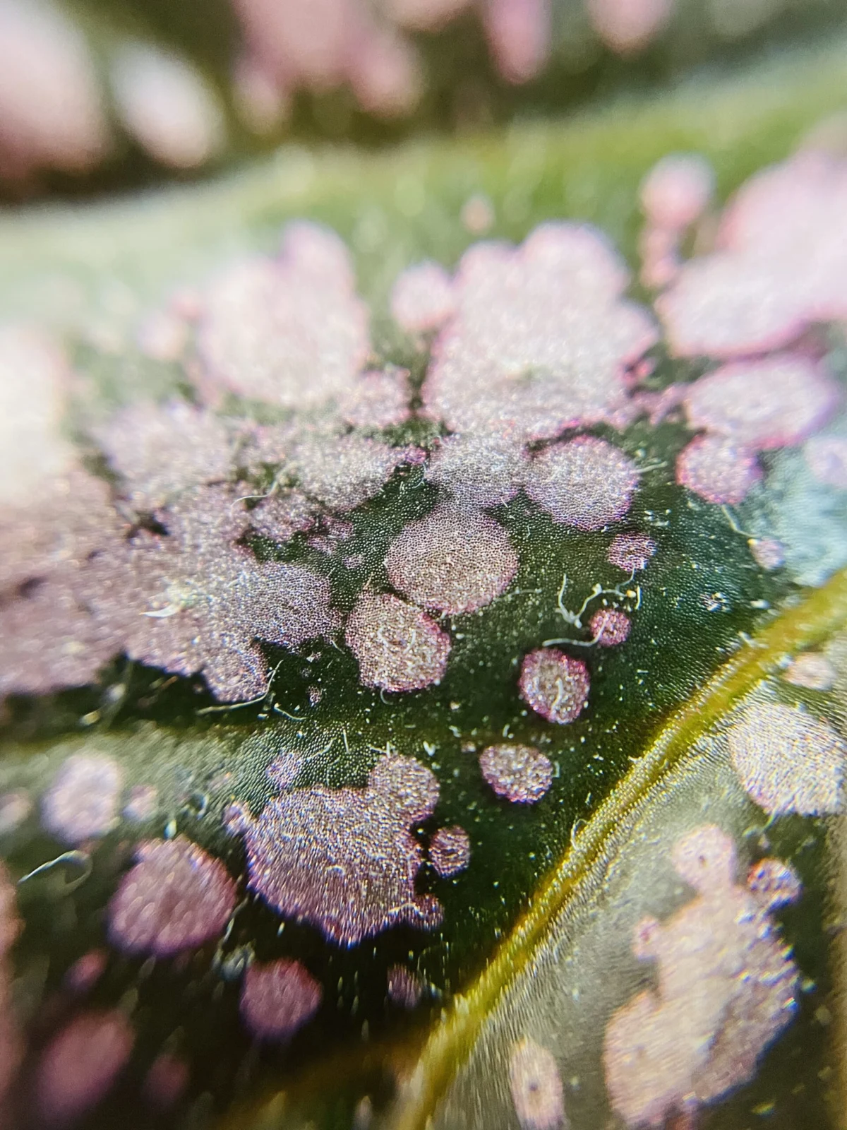 ベゴニア　メルシーアーミー　葉面　拡大