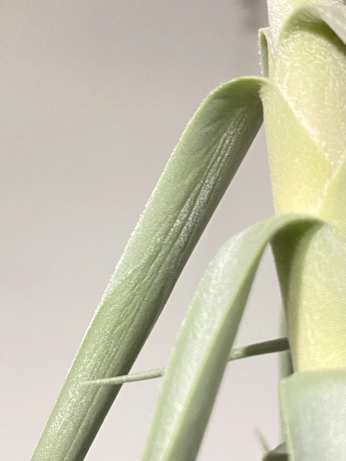 チランジア ドゥラティ 水切れ状態①