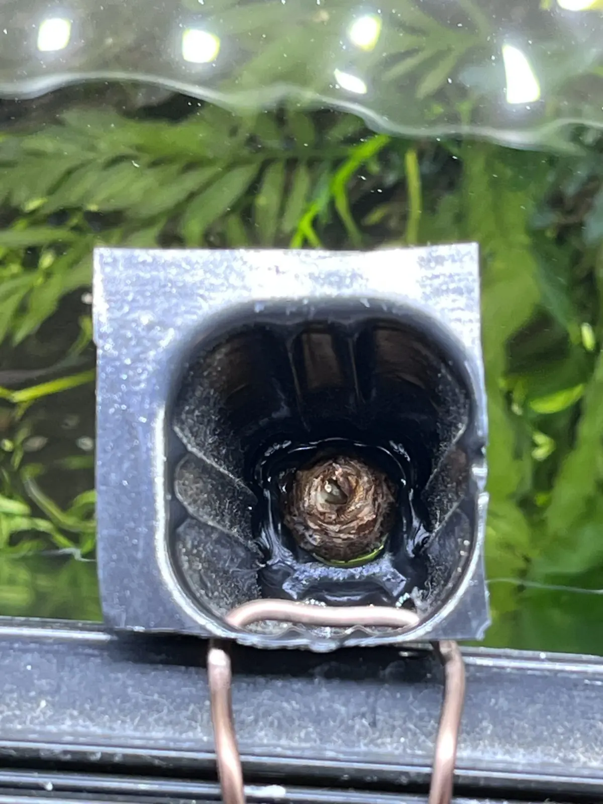 アロカシア ククラータ オーレア 水差し