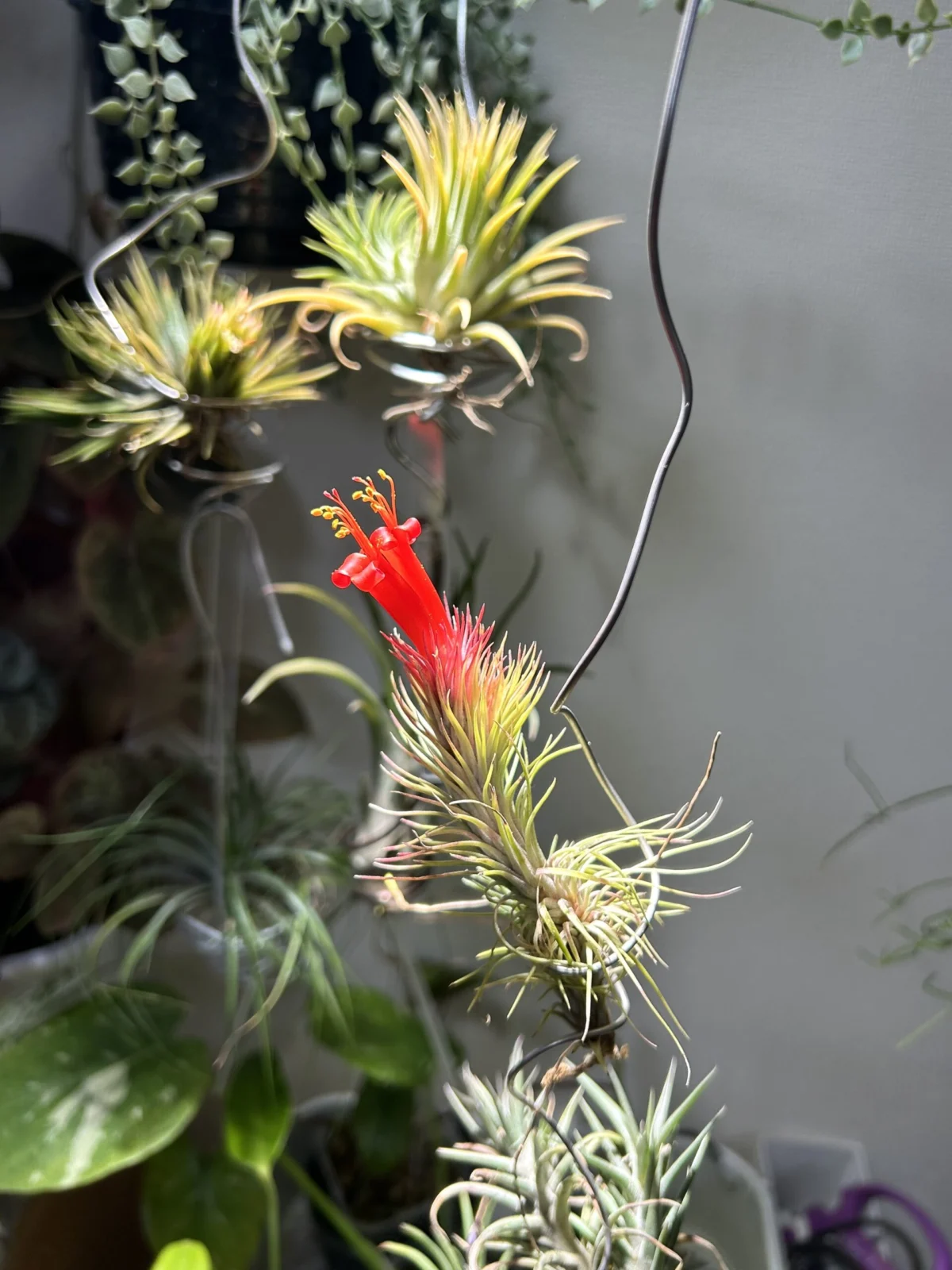 ティランジア　フンキアナ