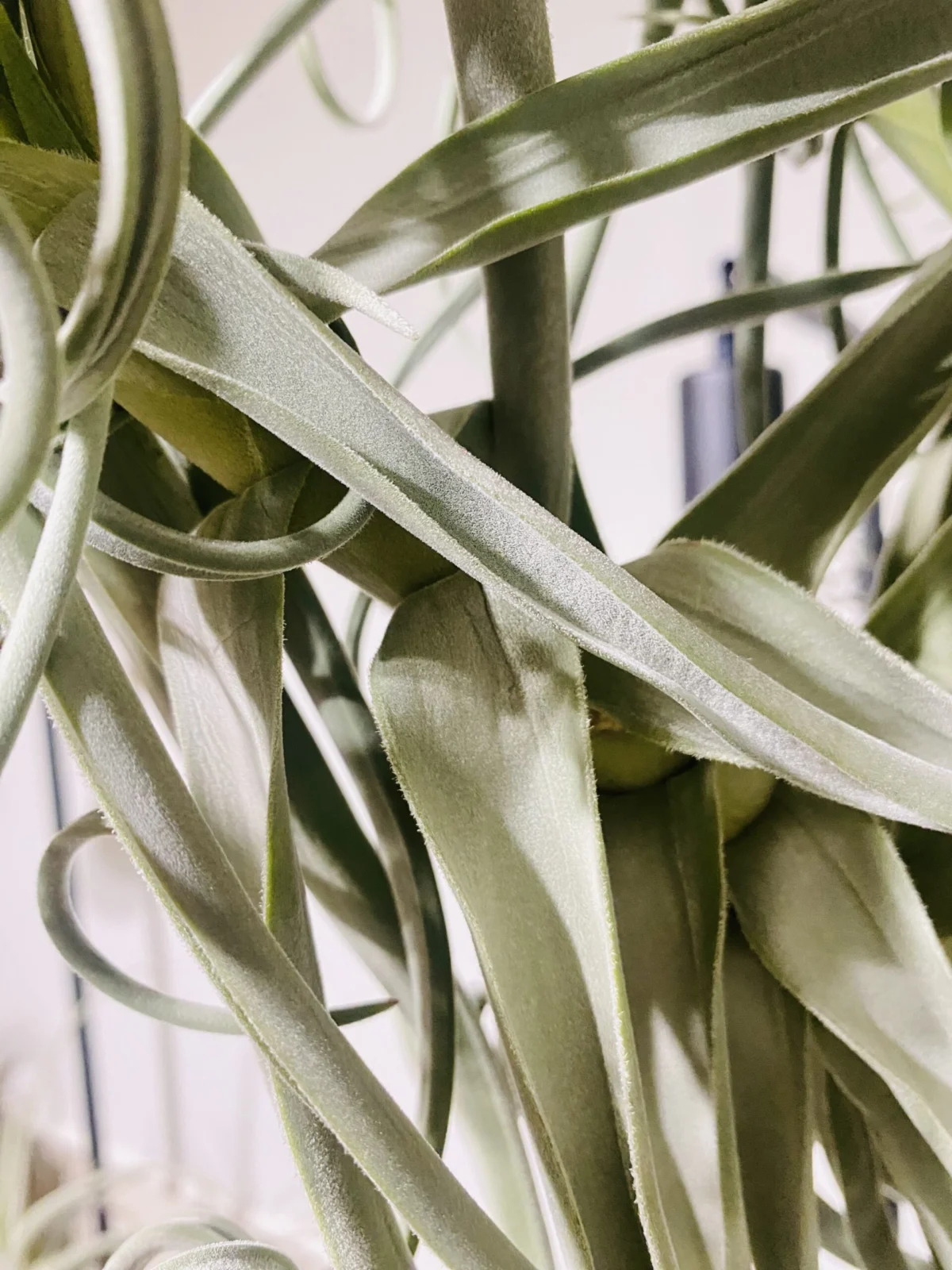 チランジア ドゥラティ 水切れ状態②