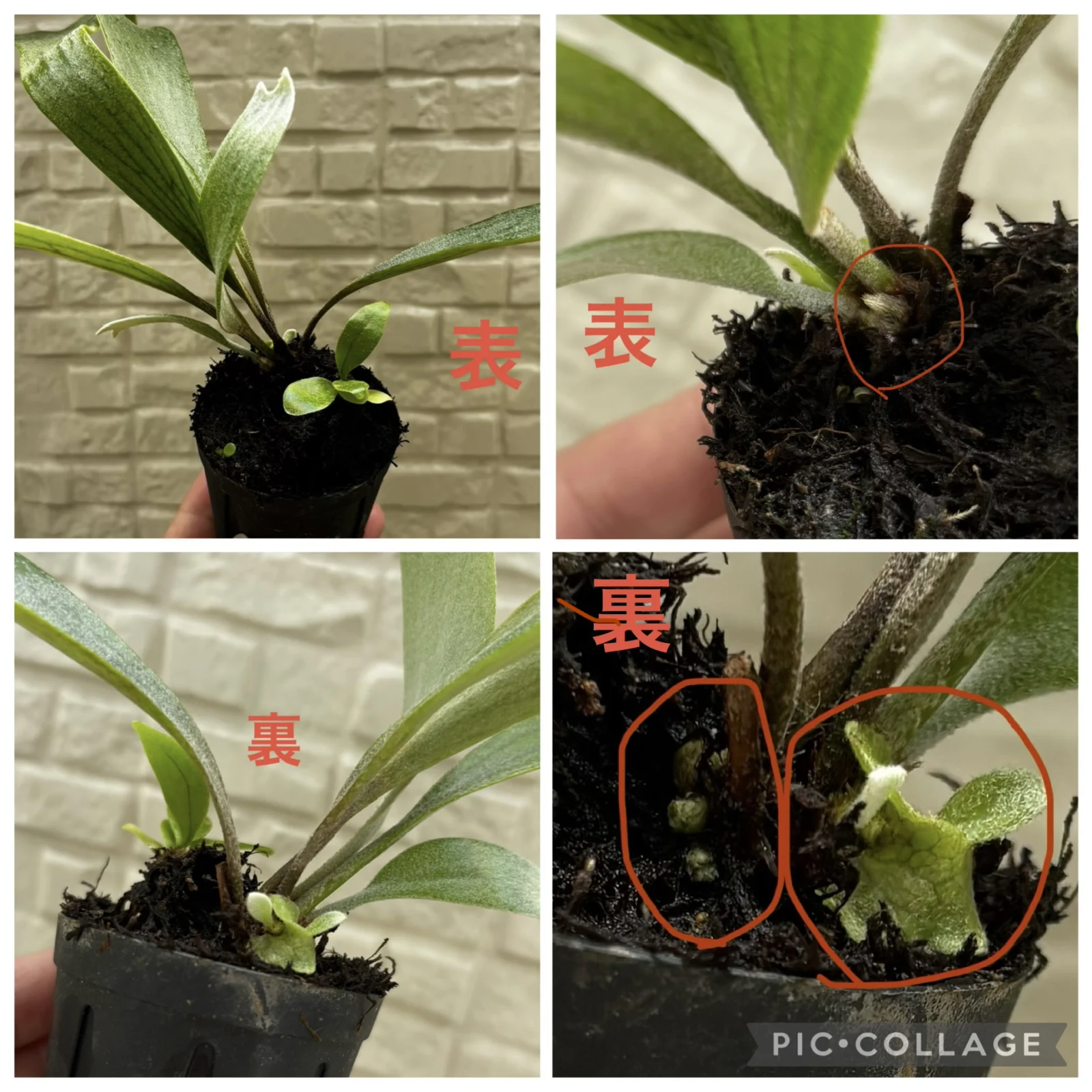 ビカクシダ　札落ち　成長点