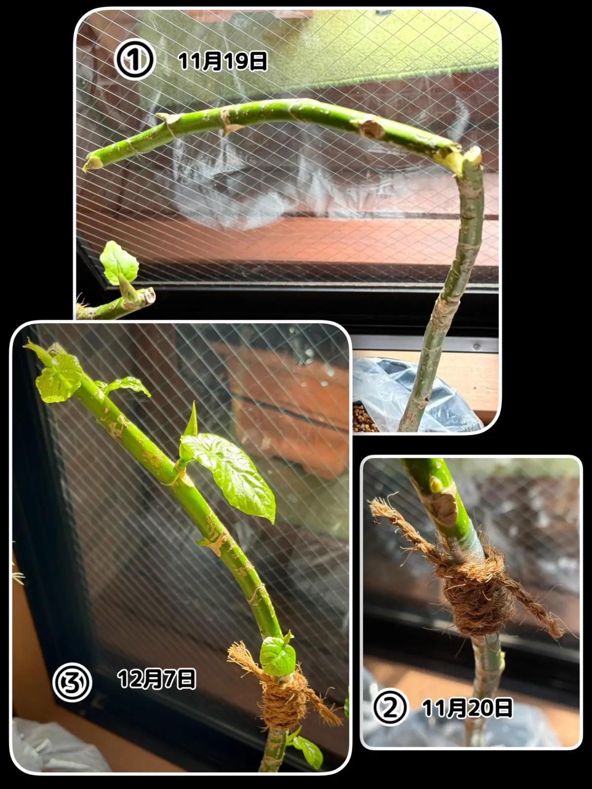 フィカス　ウンベラータ　真っ二つ　折れた