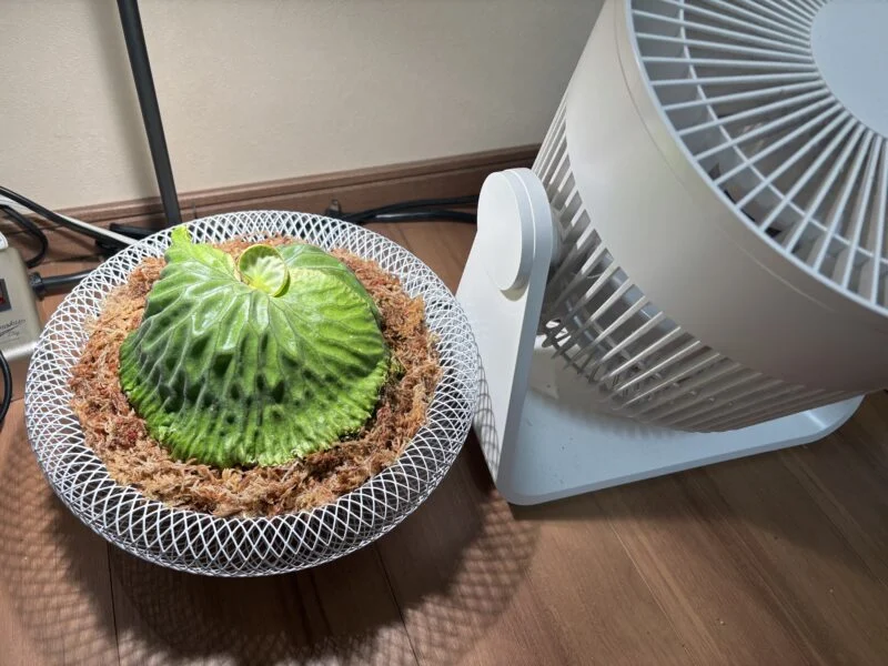 ビカクシダ マダガスカリエンセ