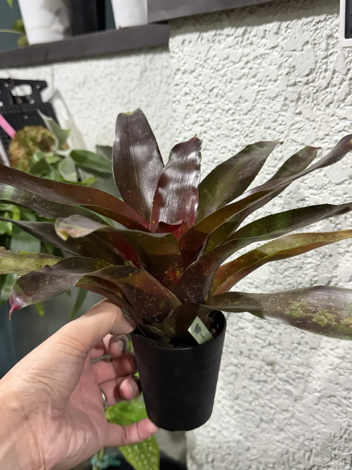 ネオレゲリア ローヤルバーガンディ