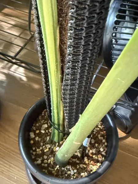 モンステラ デリシオーサ トップカット 新芽不良