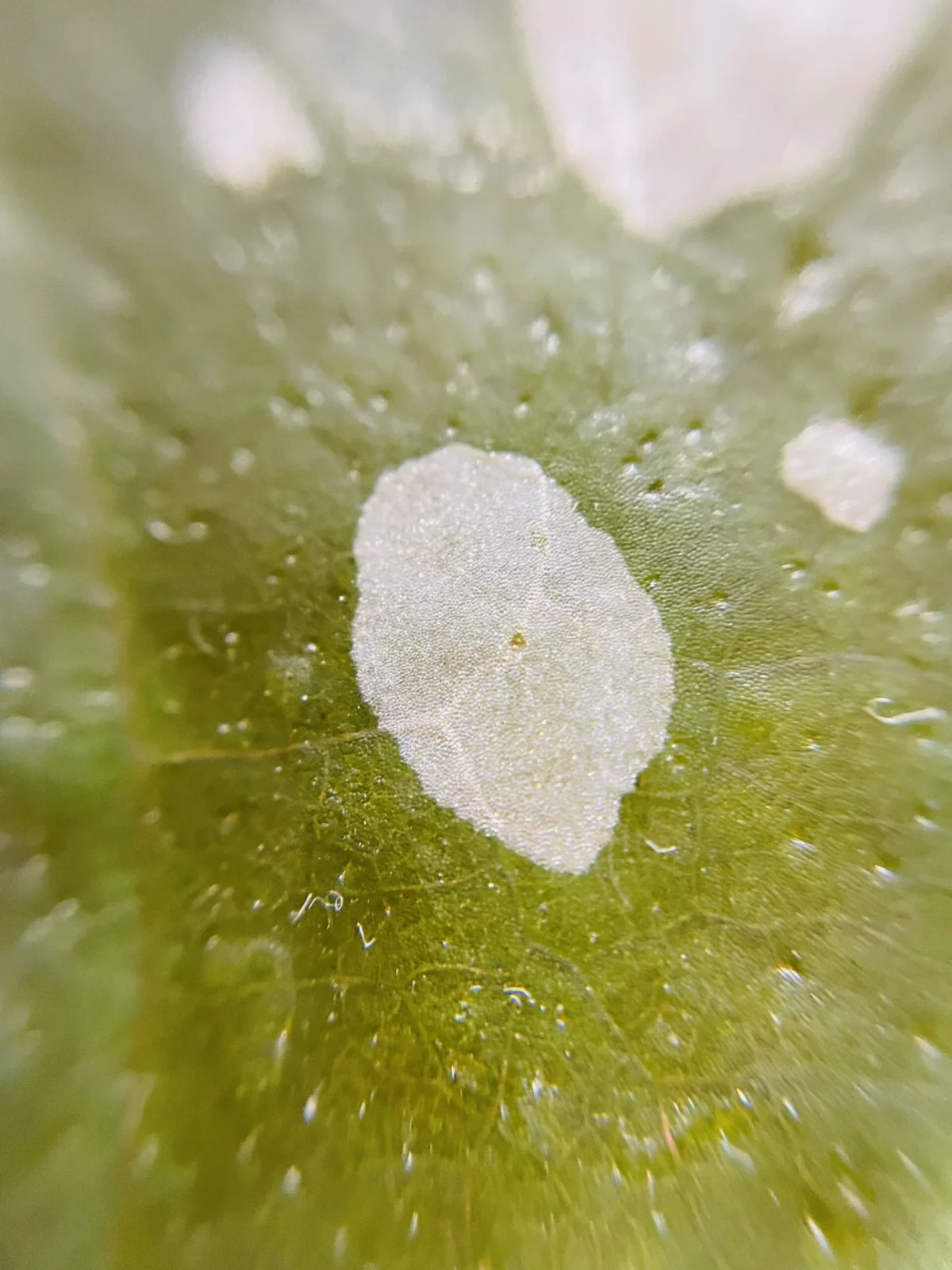 ベゴニア　マクラータ　葉　拡大