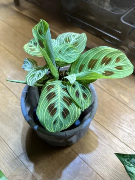 マランタ　ライトバンズ