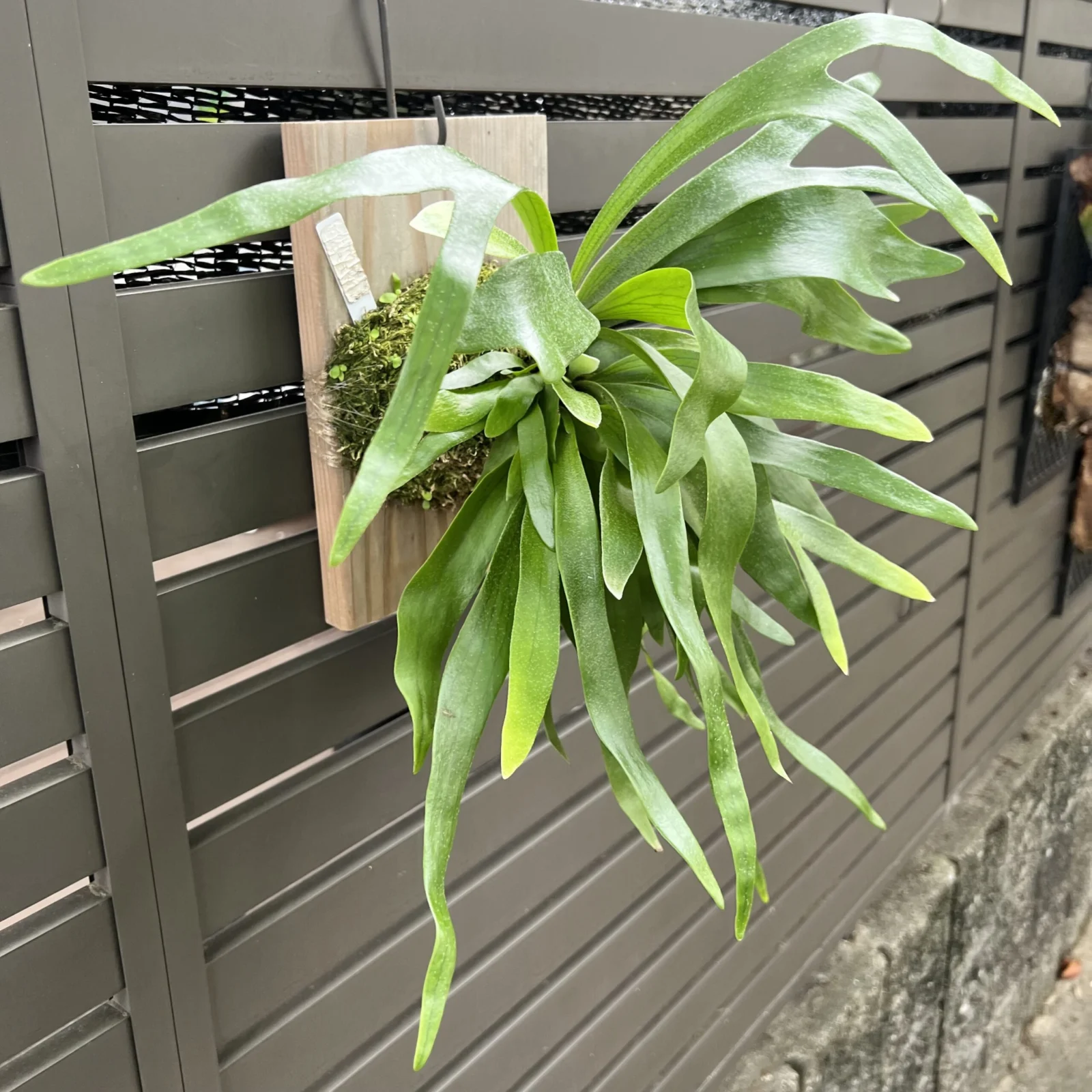 ビカクシダ コモチ