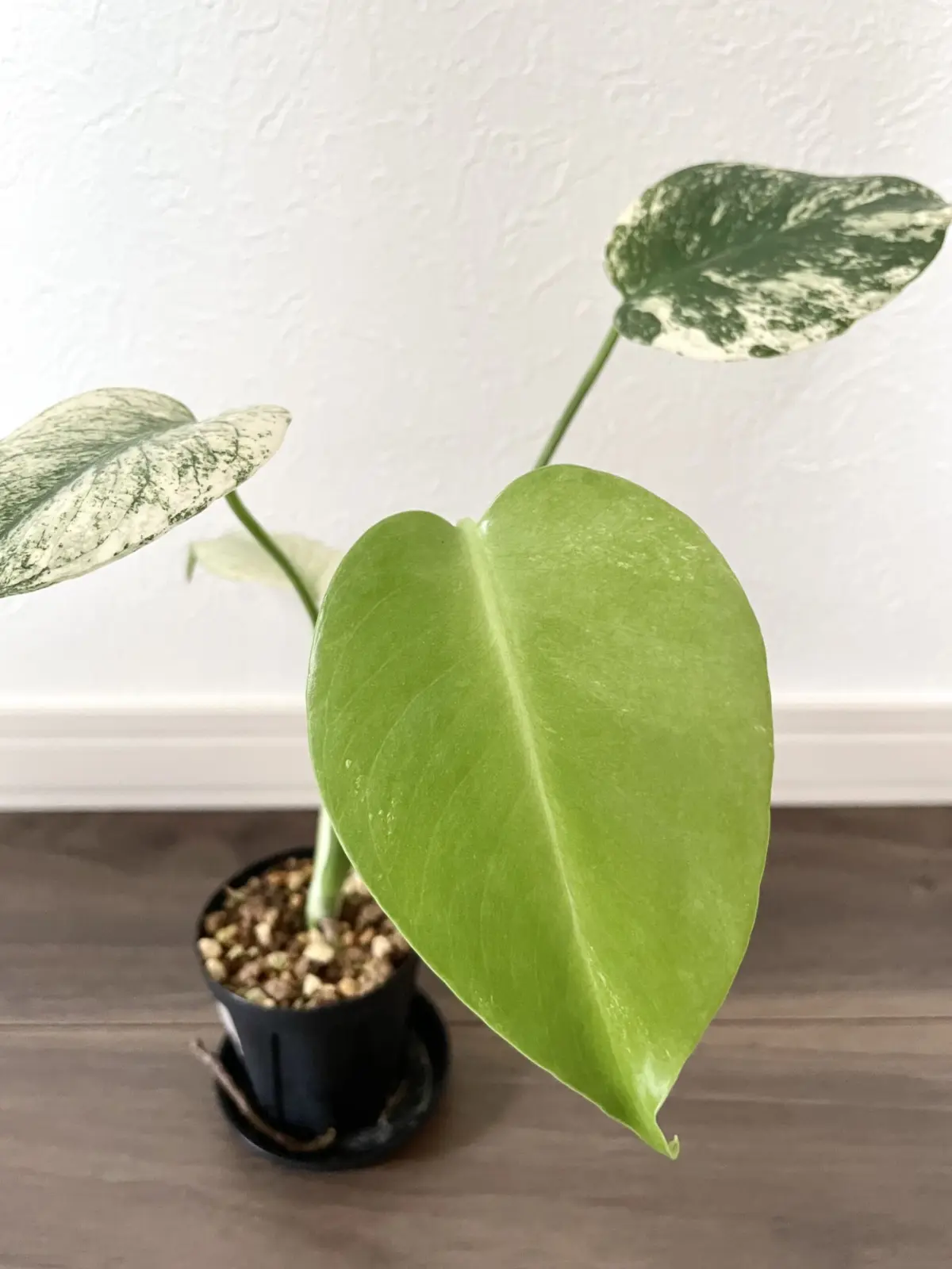 モンステラ　デリシオーサ　ホワイトモンスター