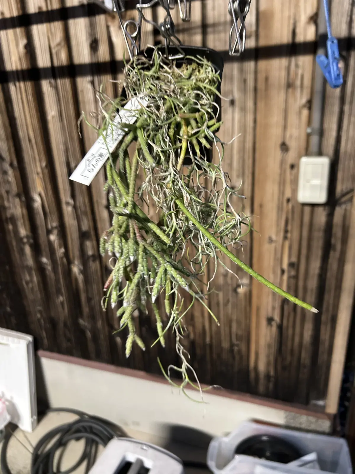 リプサリス ピロカルパ