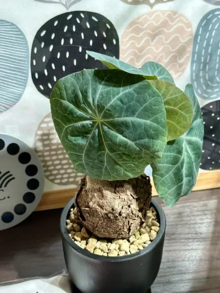 ステファニア カウィーサキ 塊根