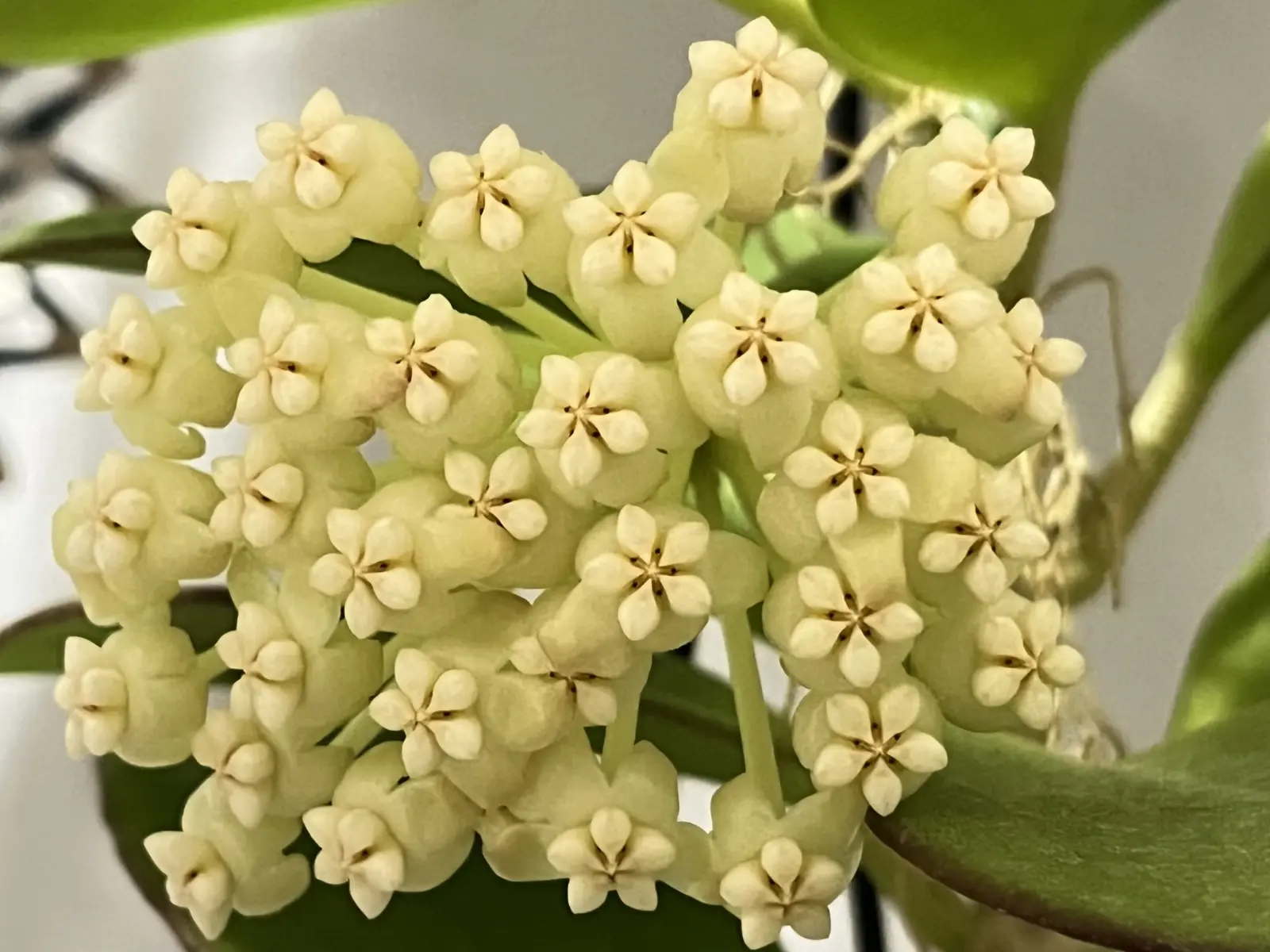 ホヤ　パキクラダ　花